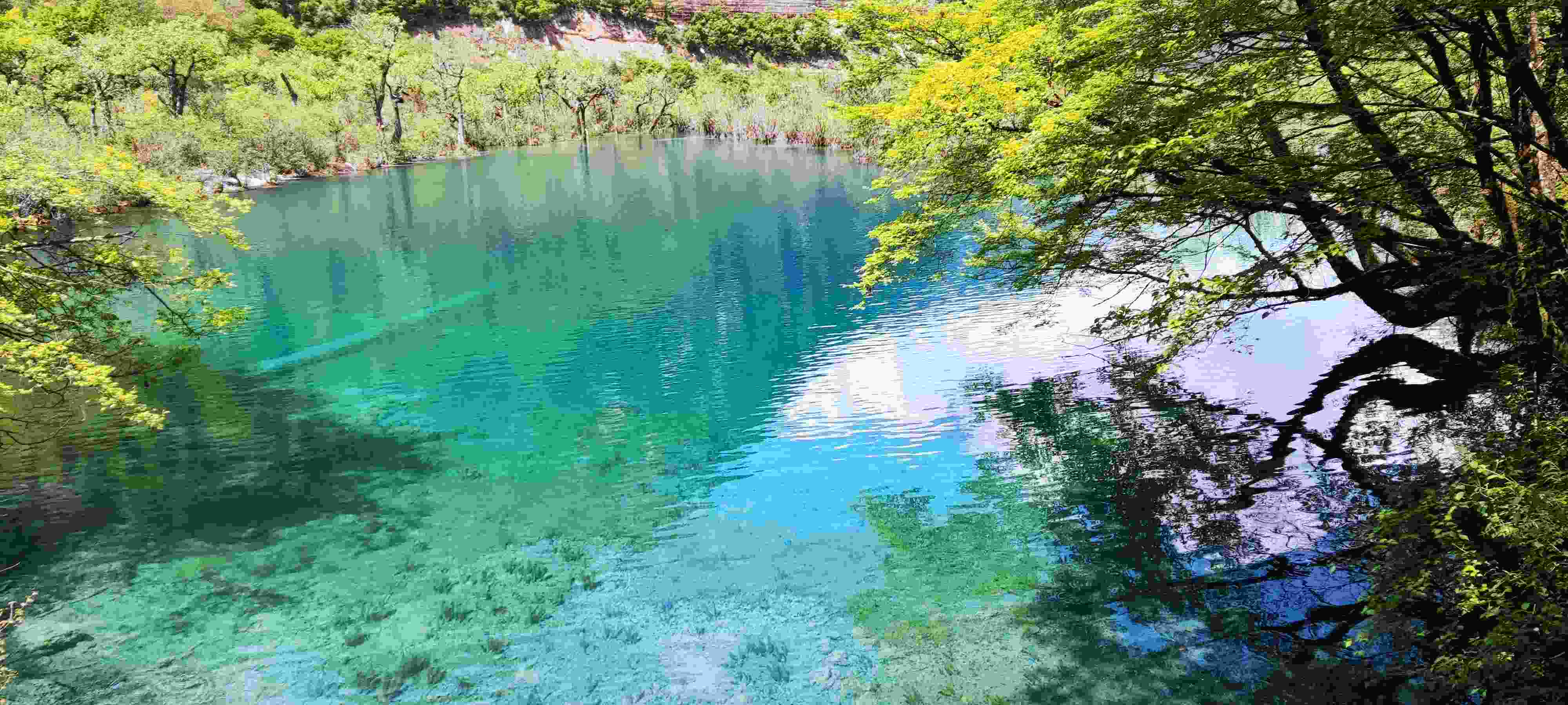 火花海-树影~